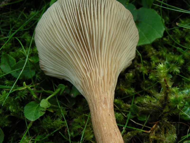 Clitocybe squamulosa